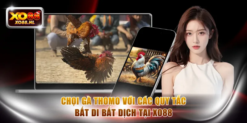 Chọi gà Thomo