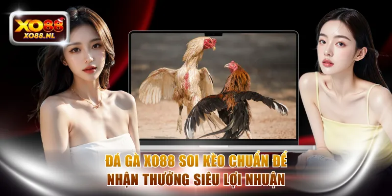 Đá Gà XO88 - Soi Kèo Chuẩn Để Nhận Thưởng Siêu Lợi Nhuận
