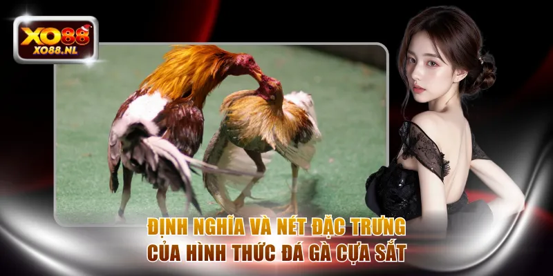 Định nghĩa và nét đặc trưng của hình thức đá gà cựa sắt