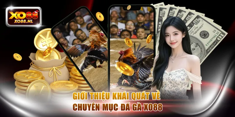 Giới thiệu khái quát về chuyên mục đá gà XO88